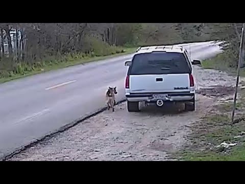 Video: Pár úžasné riešenie pre mačiatka, ktorí ukradnú jedlo druhého