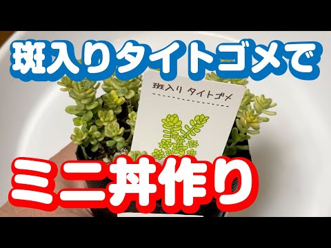 つぶつぶセダムのタイトゴメを小さくモリモリ丼を目指して仕立て直す Youtube