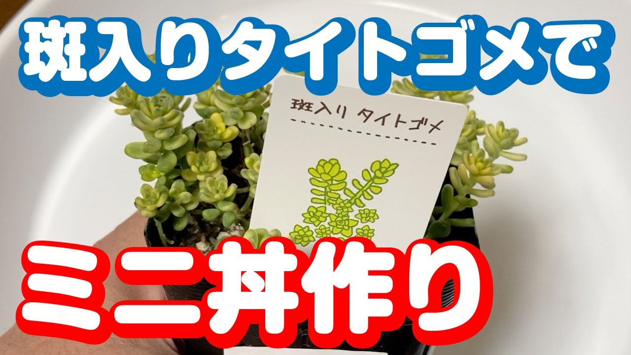 つぶつぶセダムのタイトゴメを小さくモリモリ丼を目指して仕立て直す Youtube