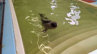 First Day in the Big Pool for Harp seal #24 023 (Lavallette)