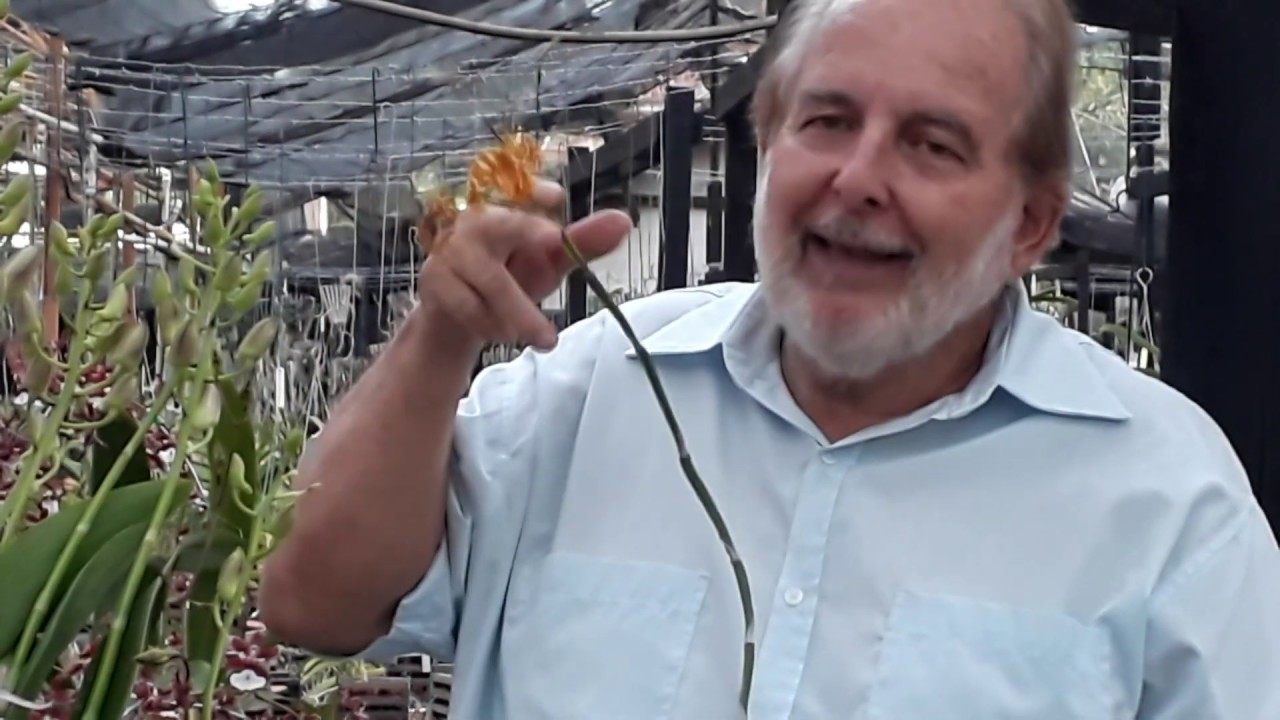 Aula Rápida de Cuidados com Orquídeas