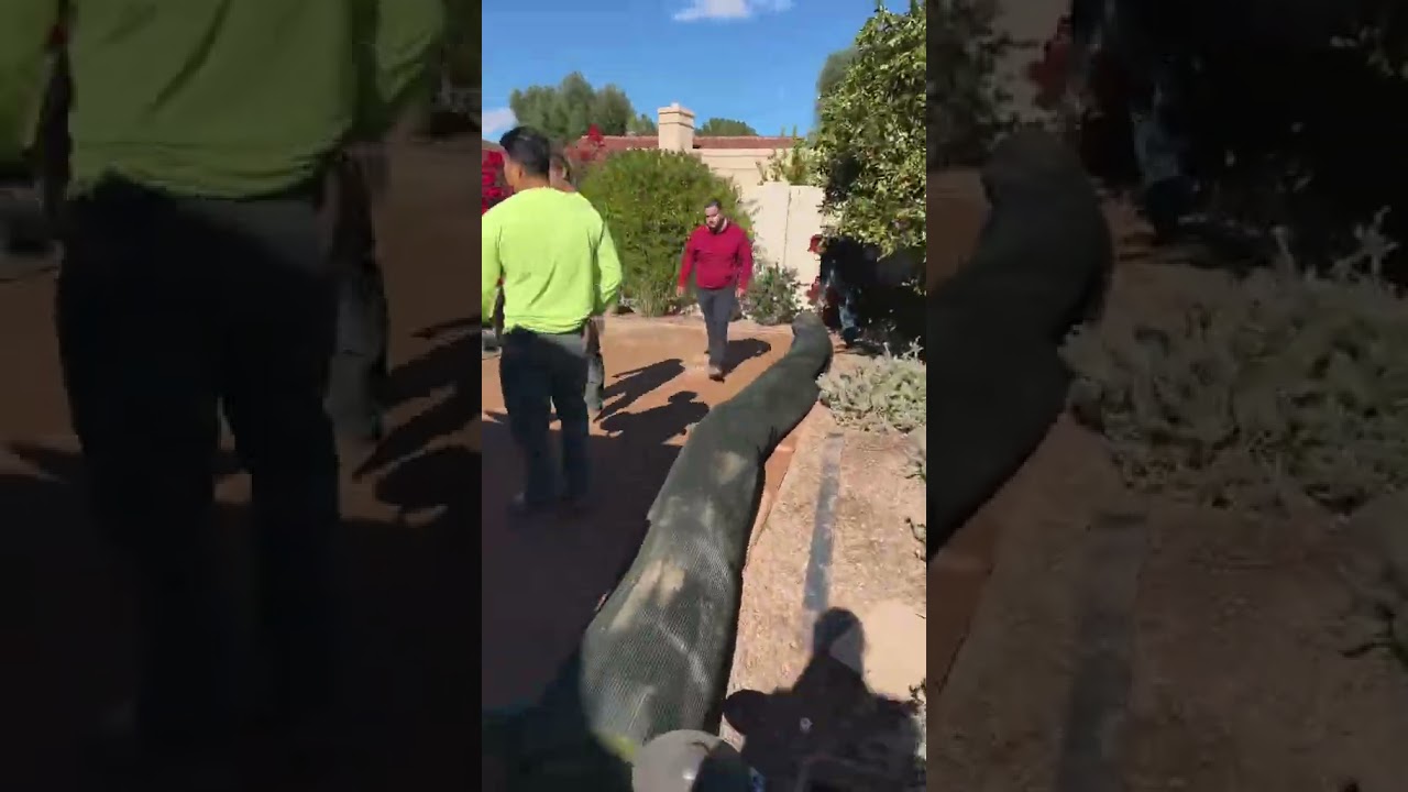 Part 1 of a Scottsdale turf project 🌱 