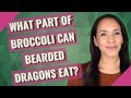 What part of broccoli can bearded dragons eat?