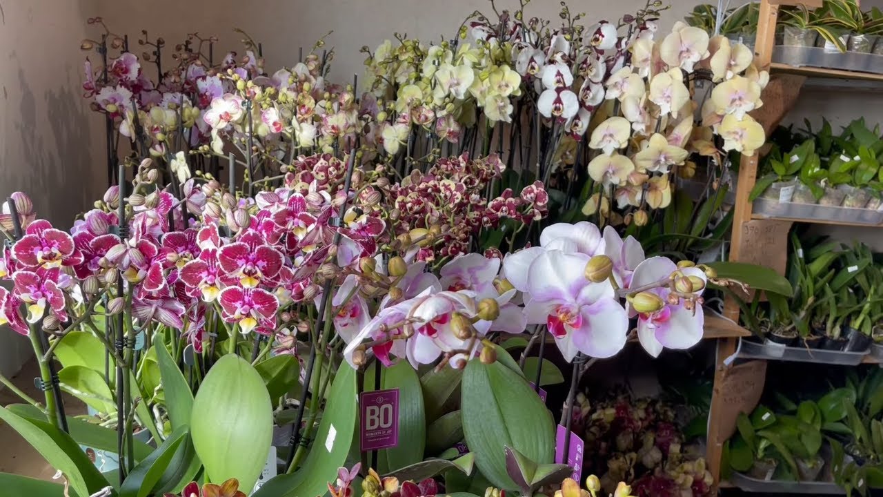 Продажа орхидей розы в крафте фото