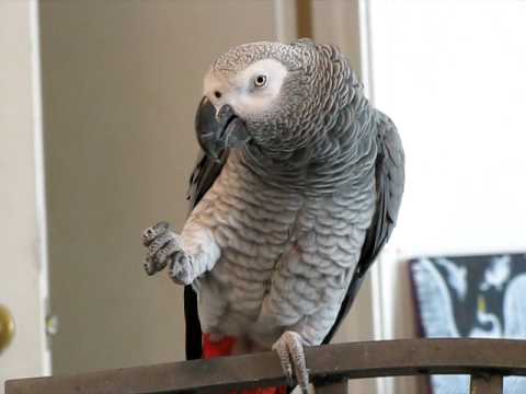 African grey parrots dissertation