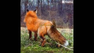#wolf #wolves #edit #shorts #viral #fyp #aesthetic #sigma #capcut #animaledit