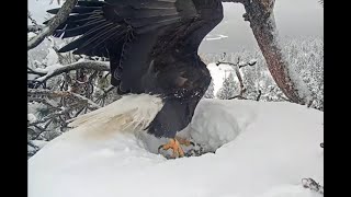 Monstrous to Mesmerizing for Jackie and Shadow, Bald Eagles in Big Bear March 30, 2024