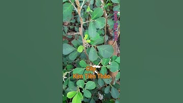 Kim Tiền Thảo lợi tiểu, kháng viêm #short CÂY DƯỢC LIỆU | CÂY THUỐC ĐÔNG Y | Khó khăn thành đơn giản