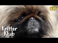 This Pekingese Knows Something&#39;s Going ON In The Group I Kritter Klub