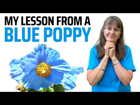 Video: Blue Himalaya Poppy Care - Lær hvordan du dyrker blå valmuer i hagen