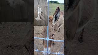 My baby goats are not safe around my donkey 🐴🐴🐴😭😭