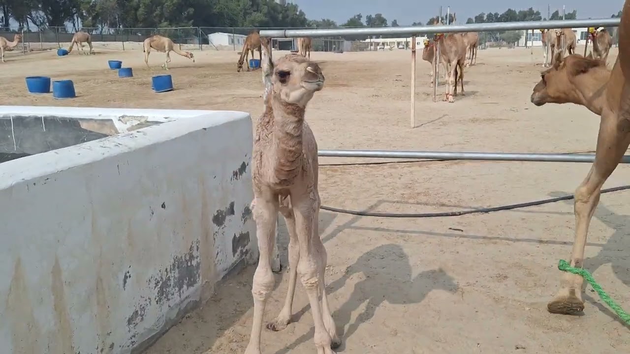🐪🌸Camel Farm 🐪BAHRAIN🐪Persian Gulf🌏