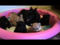 4 week old Pomeranian Puppies interact & play with their mama pom!