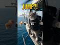 The Strongest Cat Jumps Out of a Helicopter?! 🐱🚁🍣#cat #funnycats #epiccat #sushi #actioncat #viral