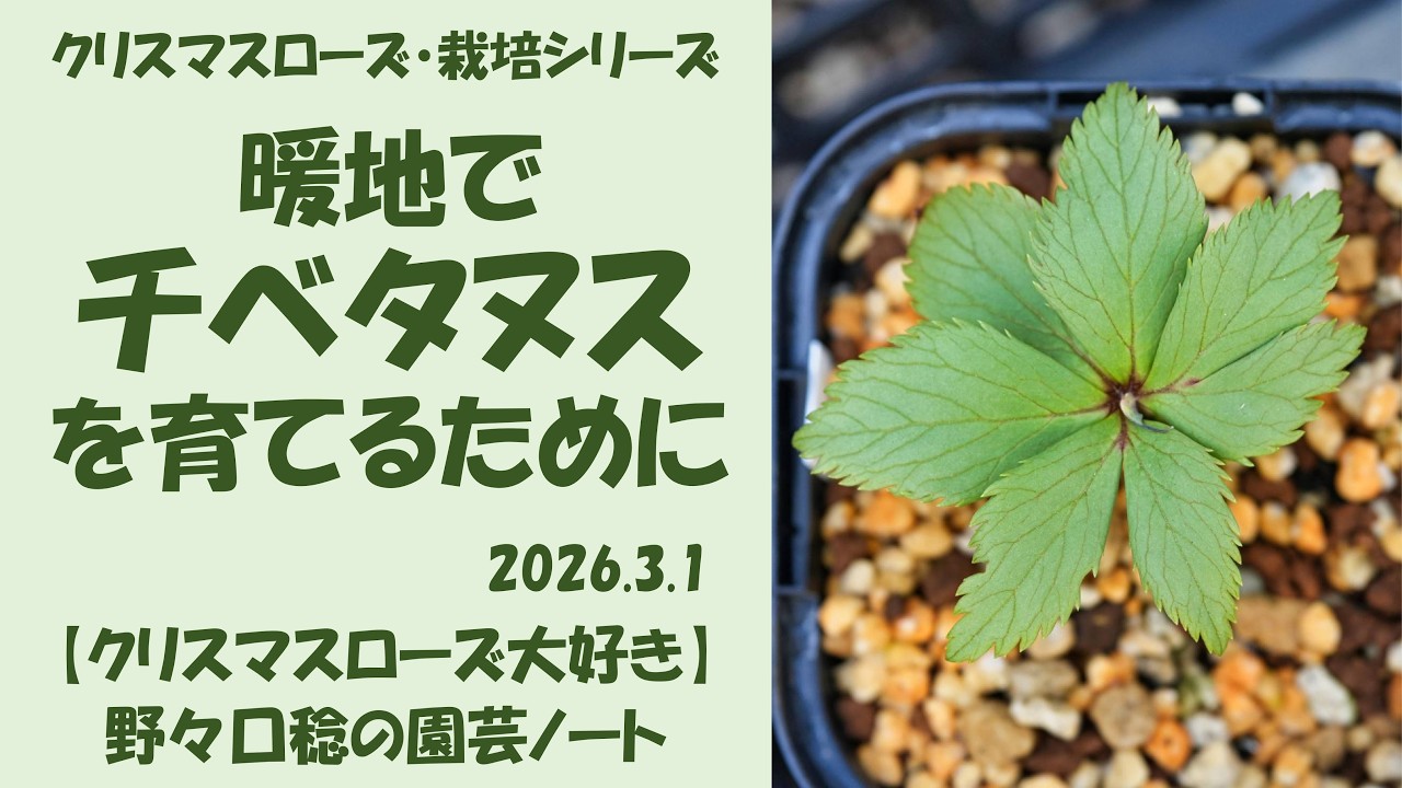 クリスマスローズ　チベタヌス 幻の花 ヘレボルス・チベタヌス〉クリスマスローズの可能性を探る