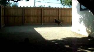 Ruby and Brandi the playful Boxer puppies
