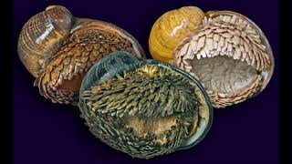 Volcanic Snail Natures Extreme Survivor Dev Science Explorer And The Nature Talks