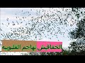 قرية مصرية تتعرض لـ"هجوم" من الخفافيش.. وذعر بين الأهالي