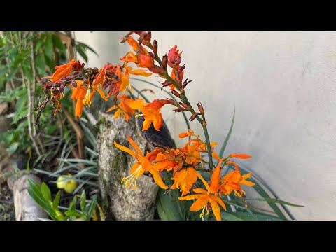 Vídeo: Plantando Chasmanthe Corms - Como Cultivar Flores Chasmanthe No Jardim