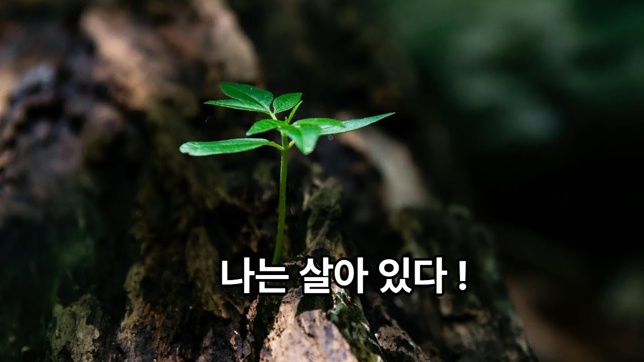 나는 아직 죽지않았다 #오늘의에세이 #사랑브이로그 #이별브이로그 - YouTube