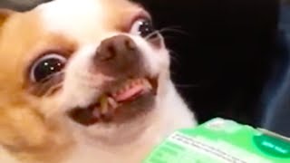 DOG LOVES GUM! | FUNNY ANIMALS by Funny Vines 2,948 views 1 year ago 6 minutes, 15 seconds