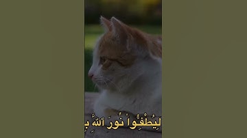 القران الكريم #اكسبلور #اكسبلور_explore #القرآن_الكريم #تيك_توك #المصحف #الرحمن #لايك #explore