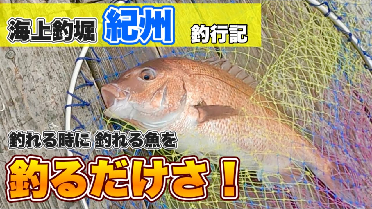 海上釣堀 紀州 釣行記 釣れるときに釣れる魚を釣る 最新 全国人気釣りyoutube動画まとめサイト