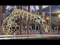 Giraffe feeding @ zoo/Feeding fun with Animal
