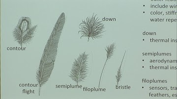 Fantastic Feathers: Form and Function