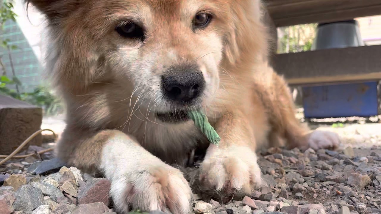 歯磨きガムを噛む犬 歯が抜けていて上手に噛めない ミルキー Youtube