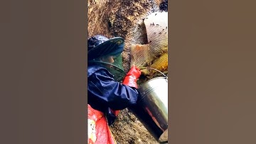 "Wild Honey Extraction | Real Forest Beekeeping Adventure 🐝🍯"