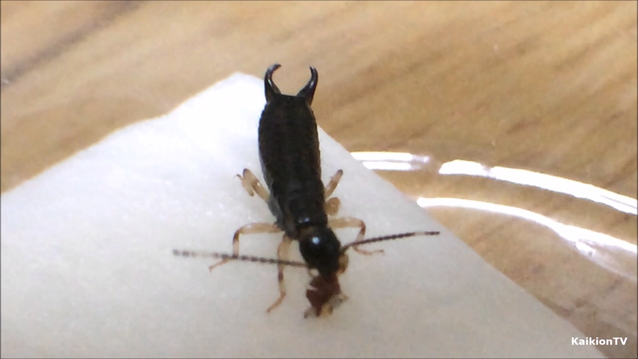 ハサミムシのエサは何 お勧めのエサはあるの