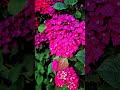Mixed Hydrangea, Barnet, London, July, 2024