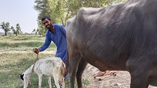 Goat Baffalo Mating First Time