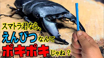 カブトムシ クワガタムシ