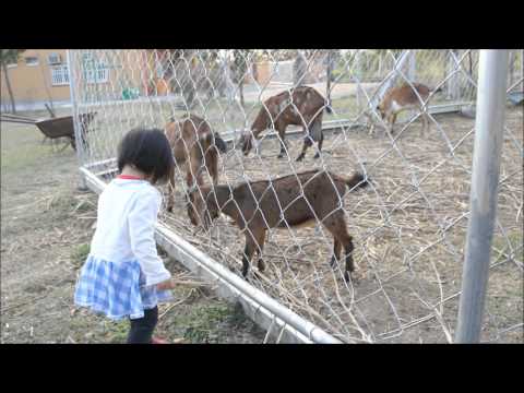 [20110207]姊妹在民宿餵羊