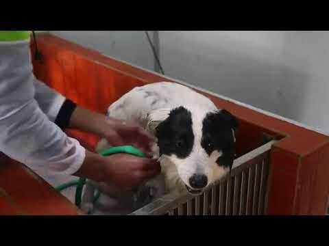 Introducing EcoVenger® Flea & Tick Removal Spray—Safe for Dogs and Cats! - video from EcoVenger