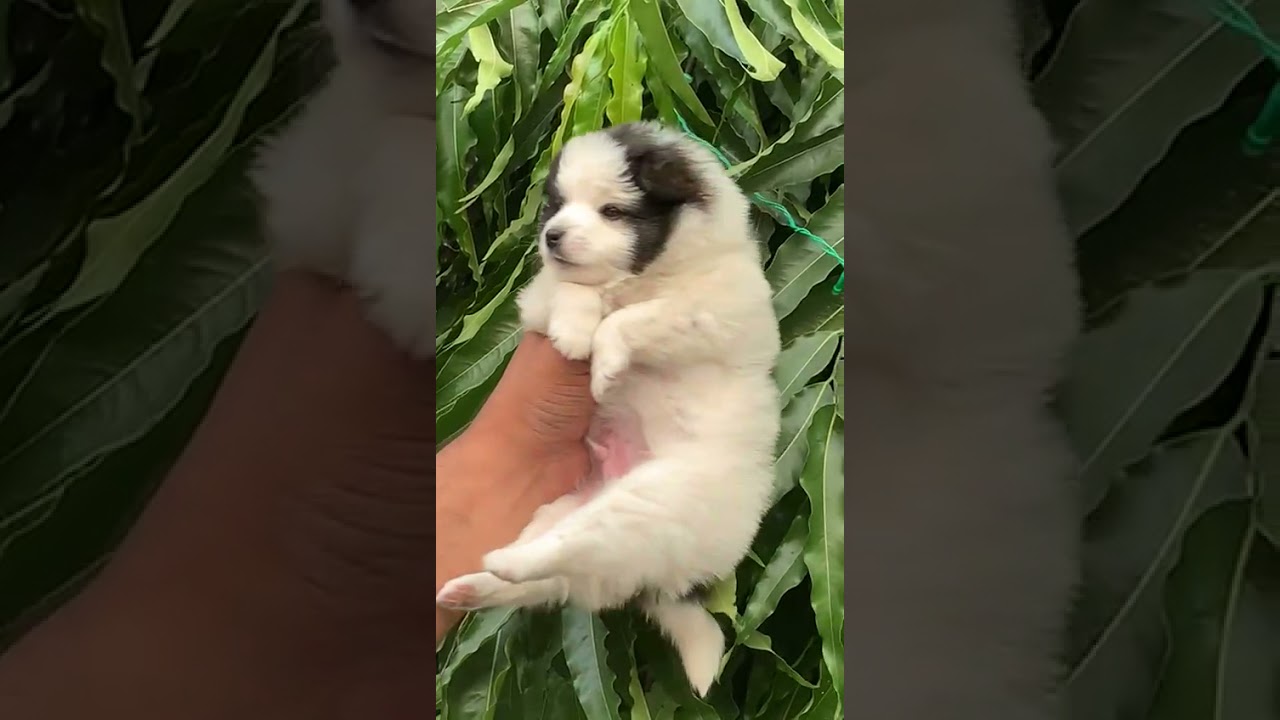 exotic party pom male puppy in gurugram at my pet shop delhi ncr 99993 79088