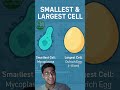 Did you know the smallest cell is invisible to the eye, but the largest one can serve you breakfast?