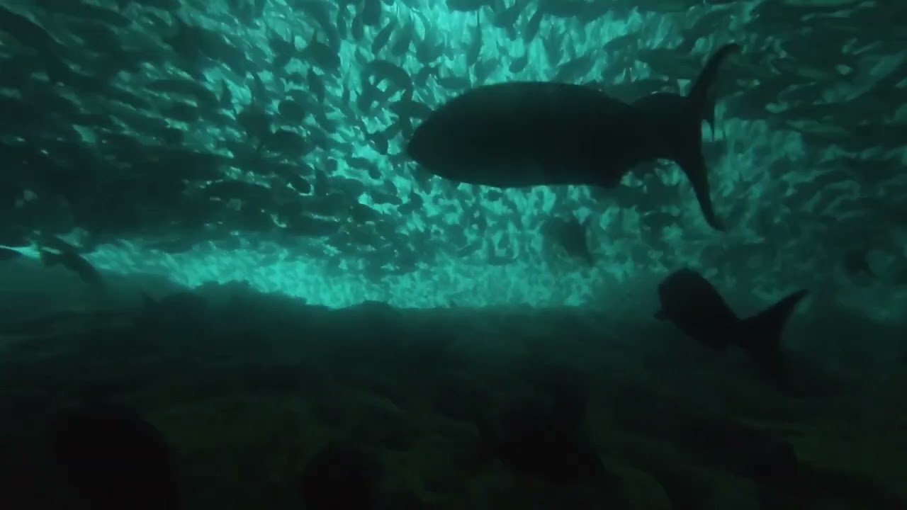 A6 - Kicker Rock Diving, San Cristobal Island, Galapagos