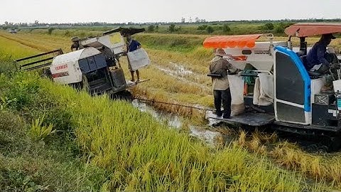 MÁY CẮT LÚA KUBOTA DC 70 TỰ THOÁT LẦY GIẢI CỨU YANMAR 82 BỊ SA LẦY