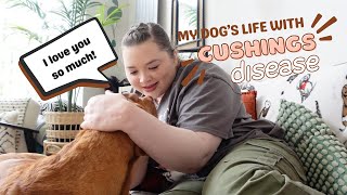 He's not well | Cushing's Disease *what's wrong with my dog*