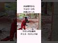 「大谷翔平にフォローされた」デニス・カスンバに関する雑学 #ショート #野球 #大谷翔平 #大谷 #mlb