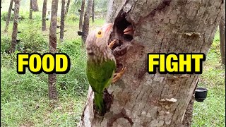 E172 Mother Birds Find Feeding Tough in Nests With Holes (4) – Barbet Chick Snatches Food From Mom