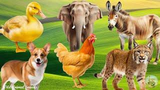 Farm Animal Sounds: Duckling, Hen, Dog, Elephant, Donkey, Cougar  Cute Little Animals