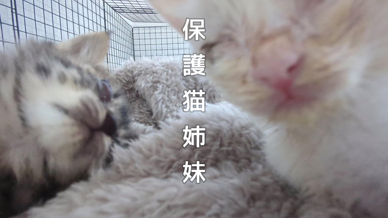 元気な保護猫姉妹。#白猫 #子ネコ #cat #腕枕 #kitty #保護猫 #猫好きさんと繋がりたい #猫のいる生活 #ねこ #子猫