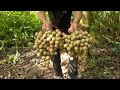 Enjoying Honey and Forest Fruit, Survival Instinct, Alone in the Wild, Survival, Episode 123