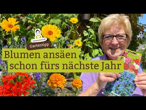 Video: Samen von Fingerhutsamen: Erfahren Sie, wie Sie Fingerhutsamen zum Anpflanzen aufbewahren