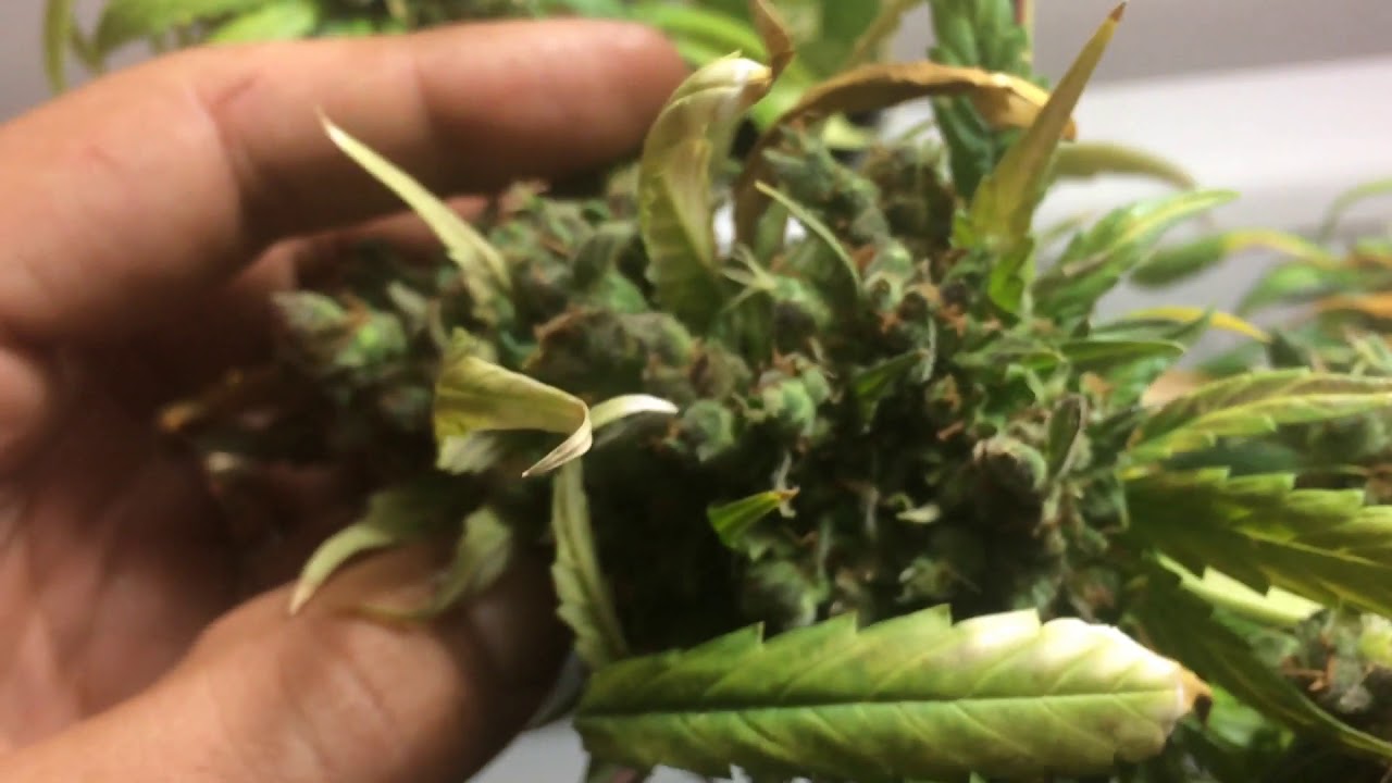 Harvesting my skunk mass x mass auto