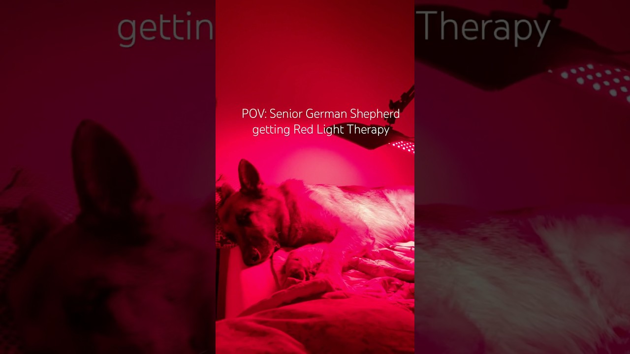 Red light therapy for Senior Dog 